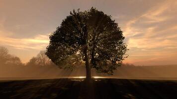 een boom staand zon licht door de boom, natuur landschap video