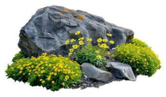 Flowering shrub and green plants for landscaping. Decorative shrub and flower bed photo