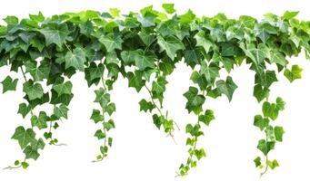 Jungle vine hanging ivy plant bush with clipping path photo