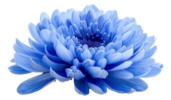 AI generated Blue chrysanthemum photo