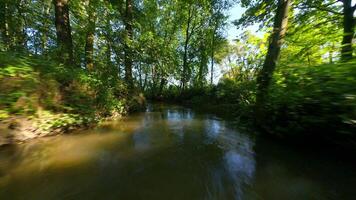 dinâmico fpv voar sobre uma corrente dentro uma sombrio floresta dentro verão video