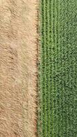 Top view of grain and corn fields video