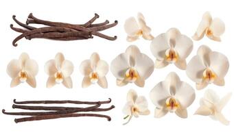 Collection of vanilla orhid flowers and vanilla sticks photo