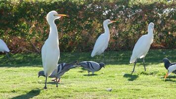 stock of white crane kerala sit on the grass field, slow motion video