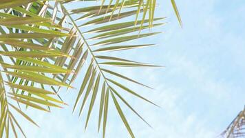 From below palm tree with green branches against cloudless blue sky in sunshine video