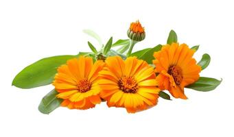 Calendula. Marigold flowers with leaves photo