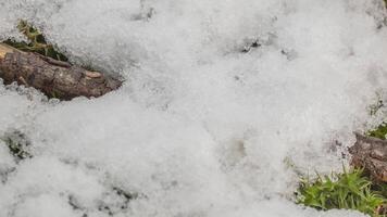 Macro time-lapse shot of shiny particles of melting snow and open green grass and branch. Change of season from winter to spring in the forest. video