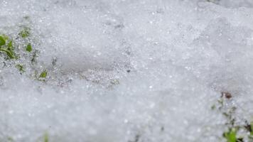 macro time-lapse schot van glimmend deeltjes van smelten sneeuw en Open groen gras en Afdeling. verandering van seizoen van winter naar voorjaar in de Woud. video