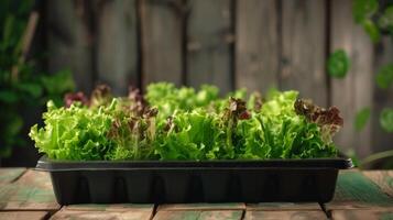 AI generated Salad tray growing on a wooden bed photo