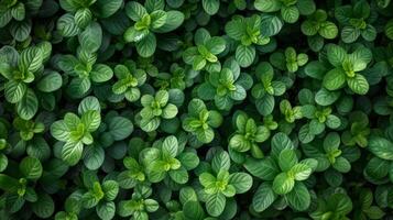 ai generado ver desde arriba, de un verde bosque, con un natural verde fondo, desde un zumbido foto