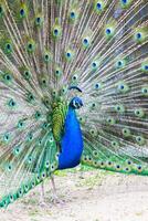 Peacock portrait. Beautiful colourful peackock feather photo