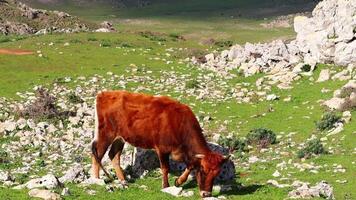 uma vaca pastar Relva dentro a montanhas do a marroquino cidade do tetouan video