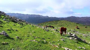 uma vaca pastar Relva dentro a montanhas do a marroquino cidade do tetouan video