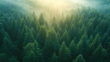 ai generado aéreo ver de un denso verde bosque envuelto en místico niebla, con el copas de los árboles creando un tranquilo y etéreo paisaje. foto