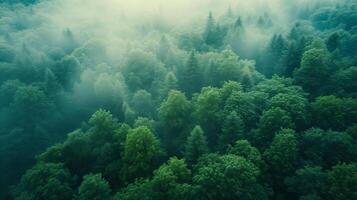 ai generado aéreo ver de un denso verde bosque envuelto en místico niebla, con el copas de los árboles creando un tranquilo y etéreo paisaje. foto