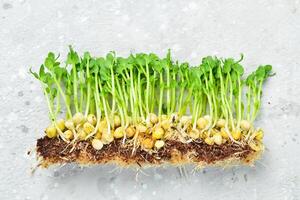 Micro green sprouts of green peas. Green natural background texture. Vitamins Amino Acids Benefits Of Organic Superfood. Macro photo. On a gray background. photo