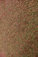 Grunge texture of synthetic grass photo