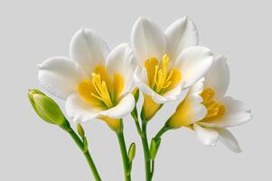 ai generado un ramo de flores de fresia blanco flores blanco flores con amarillo centros y verde tallos. ai generativo foto