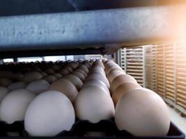 Close up the Eggs on the tray of trolley. Hatching Eggs on the incubator machine. With shiny light. photo