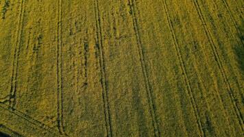 aérien vue de une luxuriant vert agricole champ avec distinct tracteur pneu des pistes. video