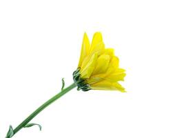 Close up Chrysanthemum flower. photo