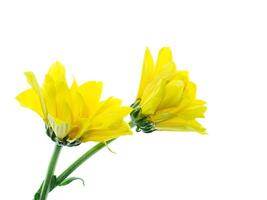 Close up Chrysanthemum flower. photo