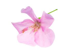 Close up of Pink Dombeya flower photo