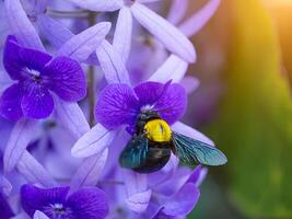 Close up of violet flower background. photo