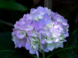 cerca arriba Hortensia flor. foto