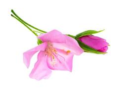 Close up of Pink Dombeya flower photo