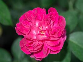 Dark pink of Damask Rose flower. photo