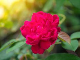 Dark pink of Damask Rose flower. photo