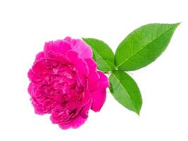 Dark pink of Damask Rose flower. photo