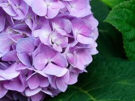 cerca arriba Hortensia flor. foto