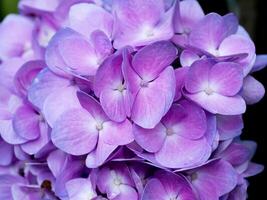 cerca arriba Hortensia flor. foto