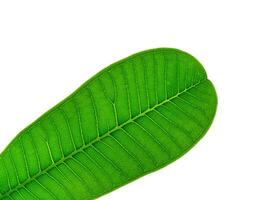 Close up of Frangipani leaf photo