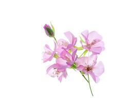 Close up of Pink Dombeya flower photo