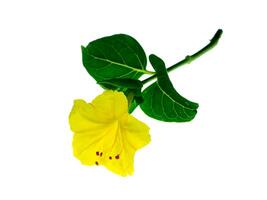 Yellow flower of Mirabilis jalapa plant photo