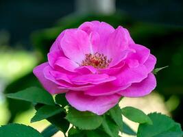 Pink of Damask Rose flower. photo