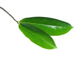 guanábana hojas en blanco antecedentes foto
