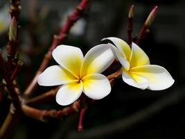 primer plano de la flor de frangipani foto