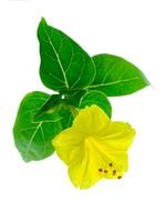 Yellow flower of Mirabilis jalapa plant photo