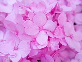 cerca arriba Hortensia flor. foto