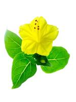 Yellow flower of Mirabilis jalapa plant photo