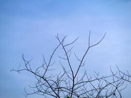 Silhouette of branch with blue sky. photo