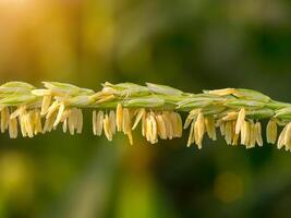 Close up of corn flower photo