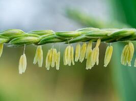 Close up of corn flower photo