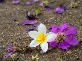 Close up of Frangipani flower photo