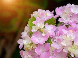 Close up Hydrengea flower. photo