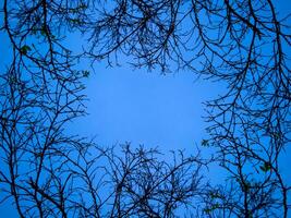 Silhouette of branch with blue sky. photo